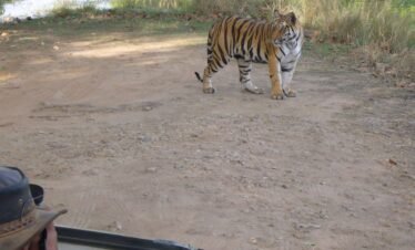 Bandhavgarh Safari Retreat